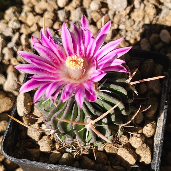 Stenocactus crispatus